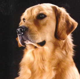 Annie, sherwood's Final Answer