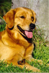 erica, CH Sherwood's Erica Kane OD