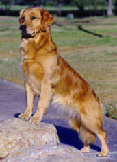 erica, CH Sherwood's Erica Kane OD