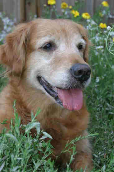 erica, CH Sherwood's Erica Kane OD