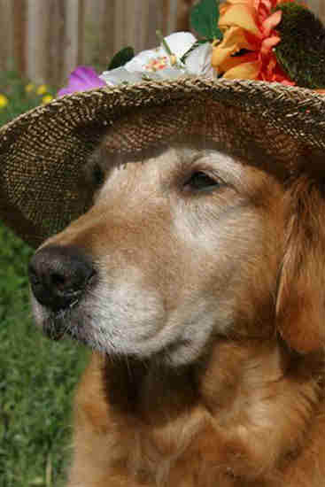 erica, CH Sherwood's Erica Kane OD