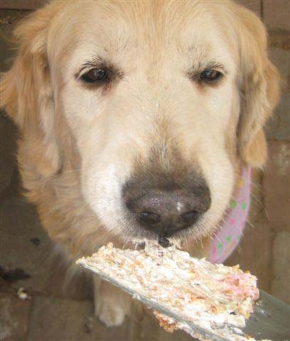 true, CH Sherwood's Truly Bodacious BISS