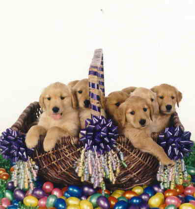 erica, CH Sherwood's Erica Kane OD