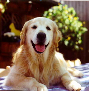 CH Birnam Wood's Posi-Traction CD OS