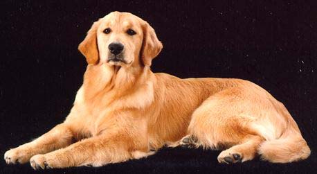 true, CH Sherwood's Truly Bodacious BISS