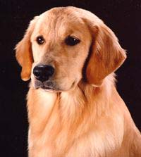 CH Sherwood's Truly Bodacious BISS