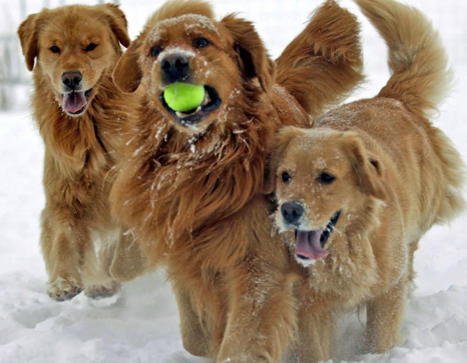 brutus, Sherwood's Sherwood's Don't Preach To The Choir