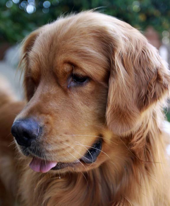 brutus, Sherwood's Sherwood's Don't Preach To The Choir