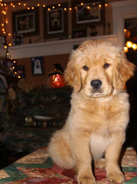 brutus, Sherwood's Sherwood's Don't Preach To The Choir