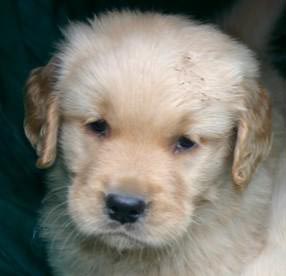 brutus, Sherwood's Sherwood's Don't Preach To The Choir