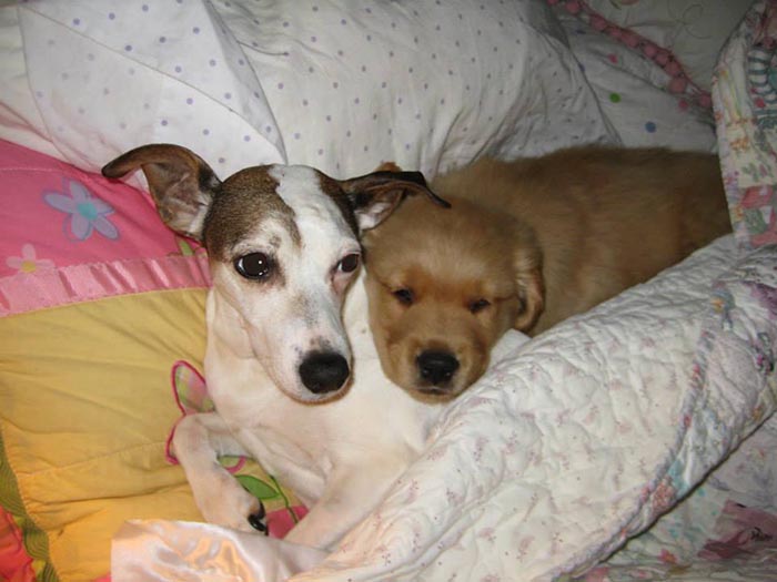 brutus, Sherwood's Sherwood's Don't Preach To The Choir