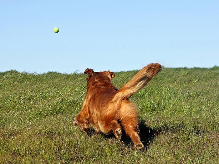 brutus, Sherwood's Sherwood's Don't Preach To The Choir