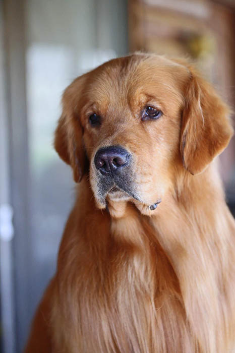 brutus, Sherwood's Sherwood's Don't Preach To The Choir