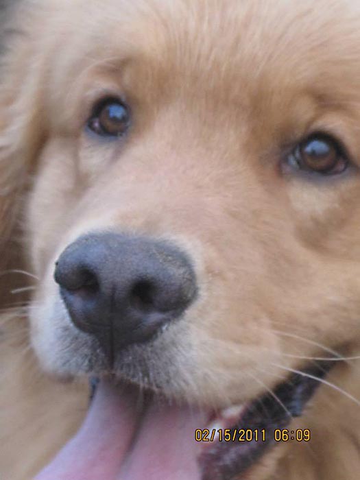 Dapper, Aubridge Sherwood B Stylish