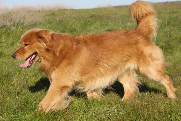 Dapper, Aubridge Sherwood B Stylish