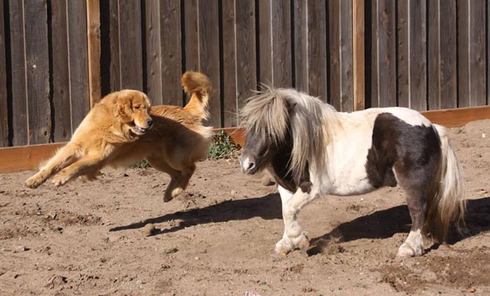 Dapper, Aubridge Sherwood B Stylish