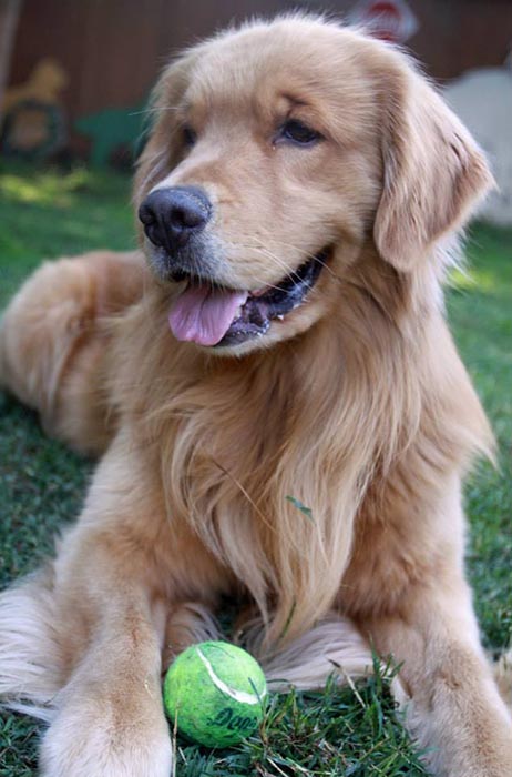 Dapper, Aubridge Sherwood B Stylish