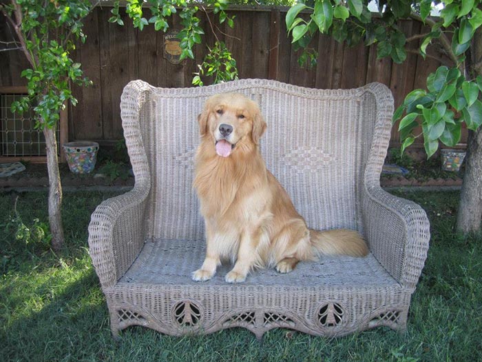 Dapper, Aubridge Sherwood B Stylish