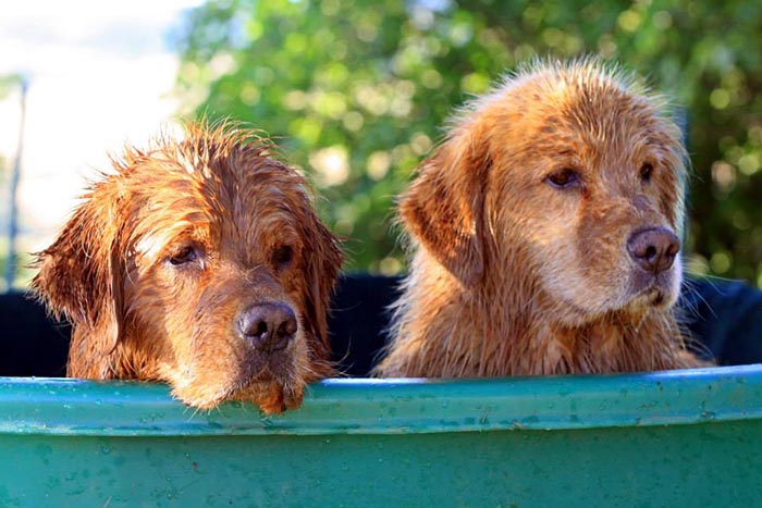 Dapper, Aubridge Sherwood B Stylish