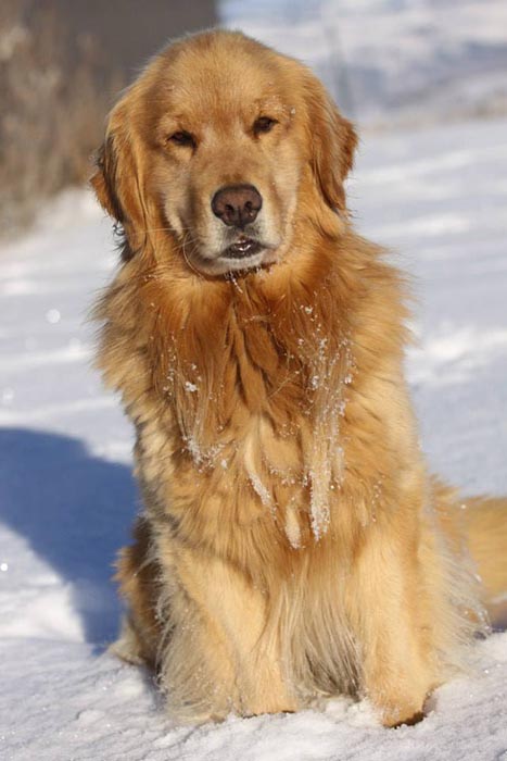 Dapper, Aubridge Sherwood B Stylish