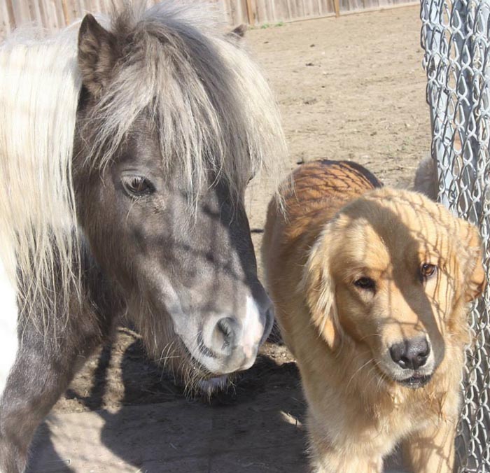 Dapper, Aubridge Sherwood B Stylish