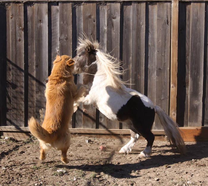 Dapper, Aubridge Sherwood B Stylish