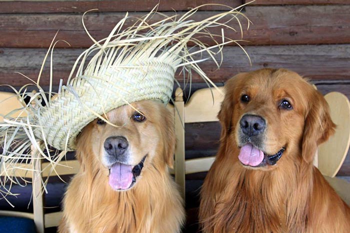 Dapper, Aubridge Sherwood B Stylish