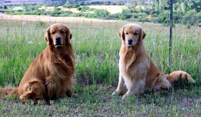 Dapper, Aubridge Sherwood B Stylish