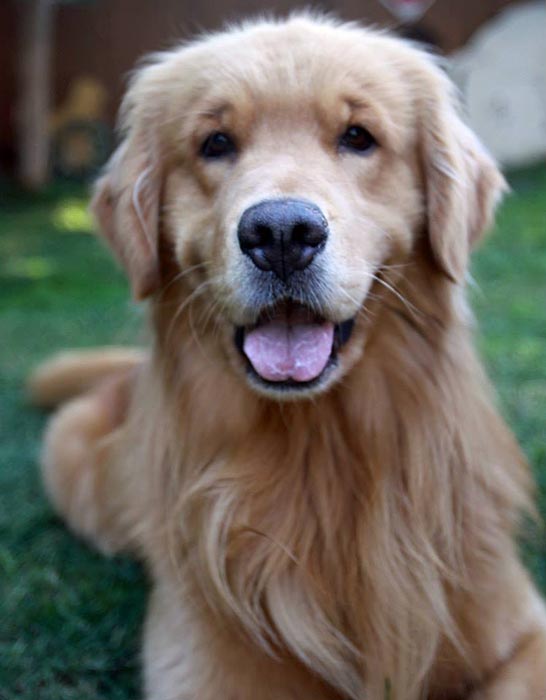 Dapper, Aubridge Sherwood B Stylish