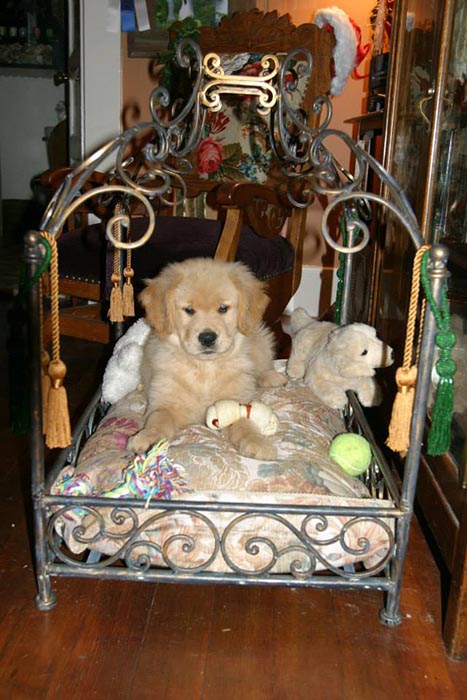 Dapper, Aubridge Sherwood B Stylish