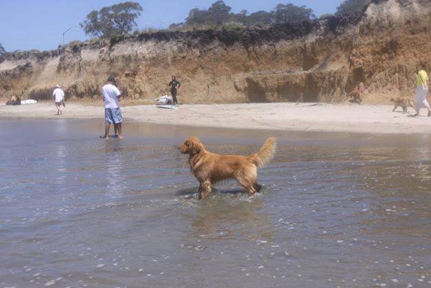 Dapper, Aubridge Sherwood B Stylish