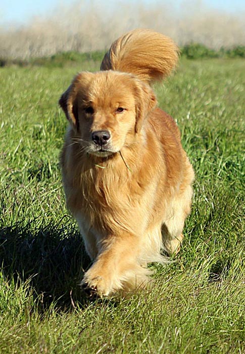 Dapper, Aubridge Sherwood B Stylish