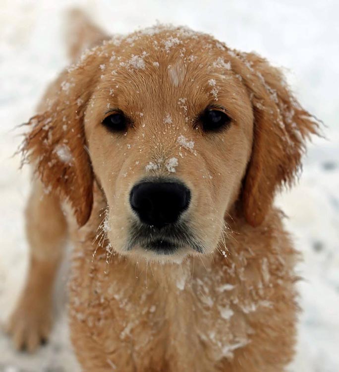 diva, Sherwood's Super Heroine