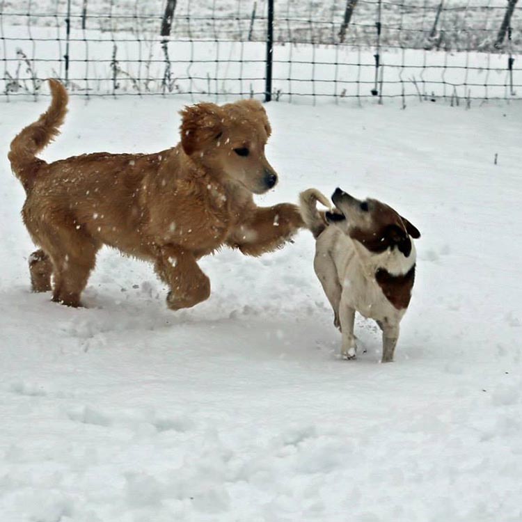 diva, Sherwood's Super Heroine