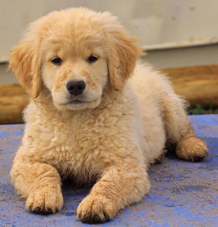 diva, Sherwood's Super Heroine