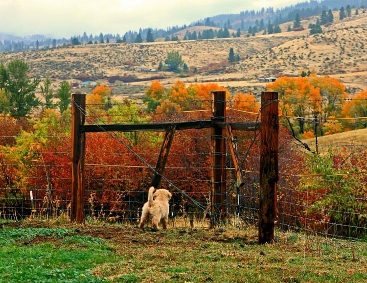 diva, Sherwood's Super Heroine