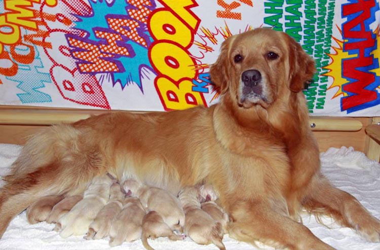 diva, Sherwood's Super Heroine