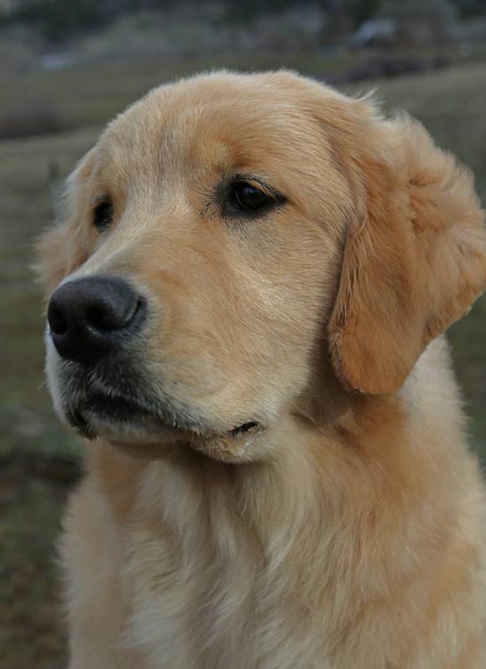 diva, Sherwood's Super Heroine