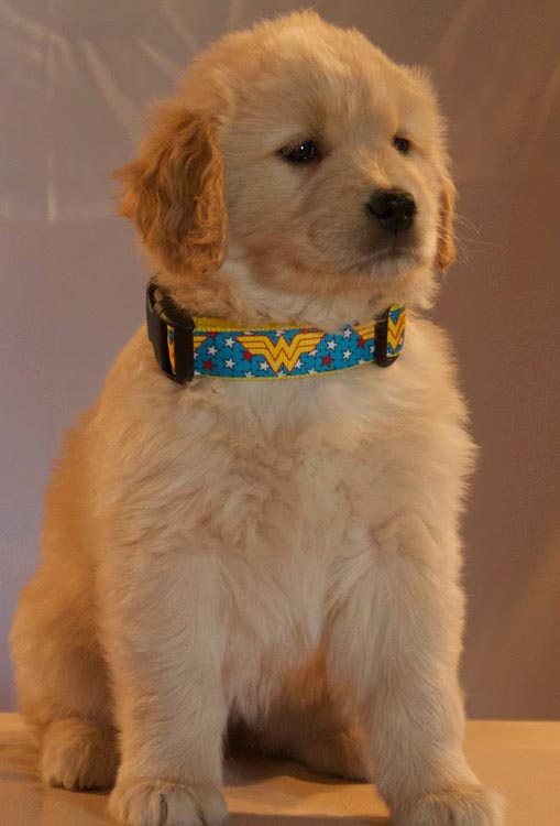 diva, Sherwood's Super Heroine