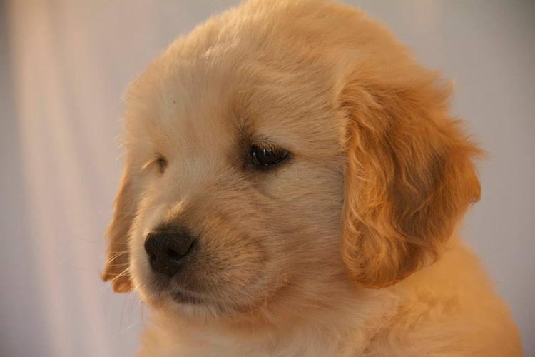 diva, Sherwood's Super Heroine