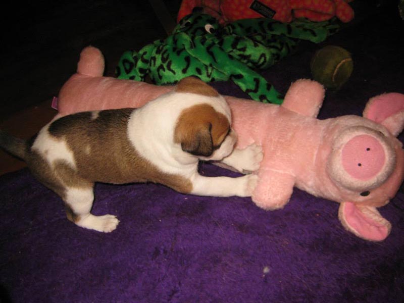 Graci Sherwood's Bulli Bulli