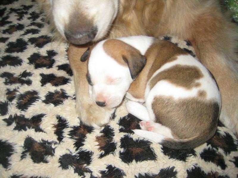 Graci Sherwood's Bulli Bulli