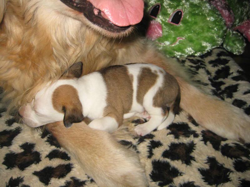 Graci Sherwood's Bulli Bulli