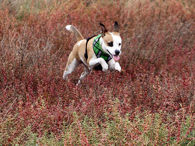 Graci Sherwood's Bulli Bulli