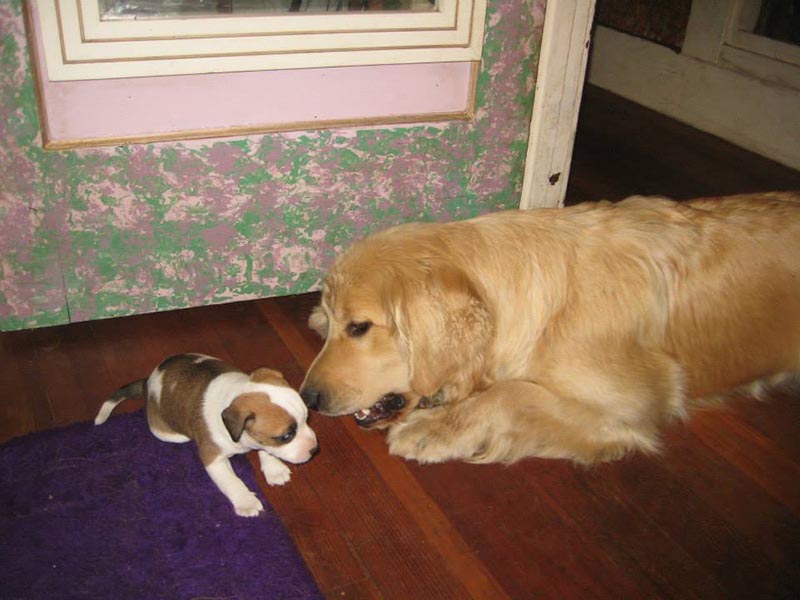 Graci Sherwood's Bulli Bulli