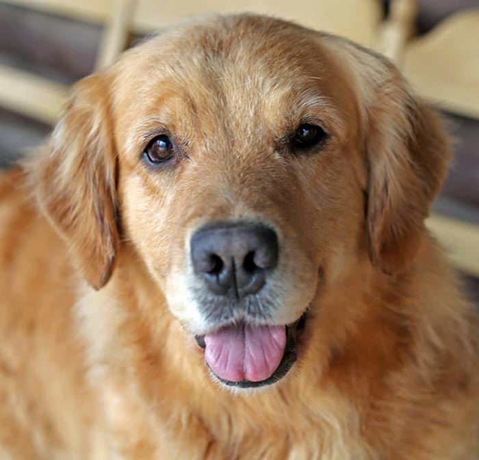 Kitti, Sherwood's Hello Kitti