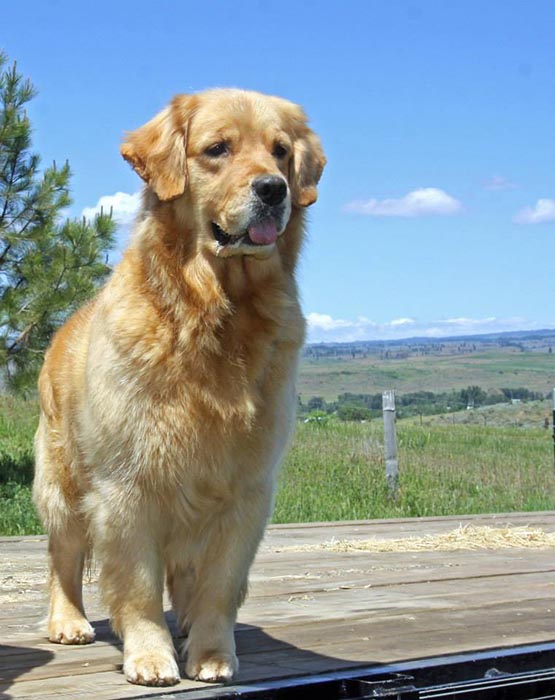 Kitti, Sherwood's Hello Kitti