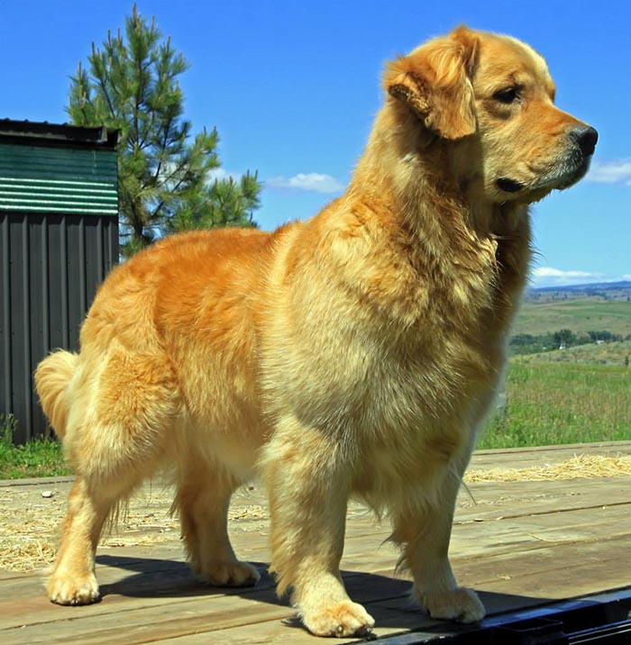 Kitti, Sherwood's Hello Kitti