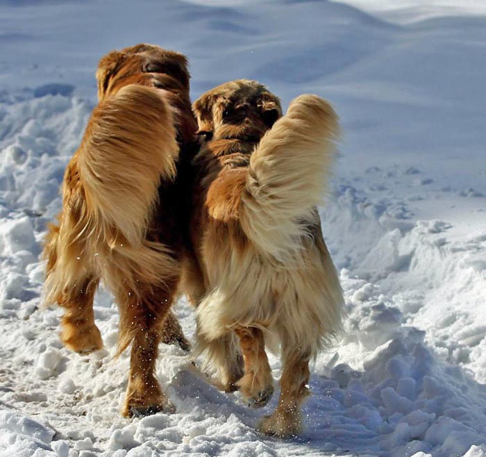 Kitti, Sherwood's Hello Kitti