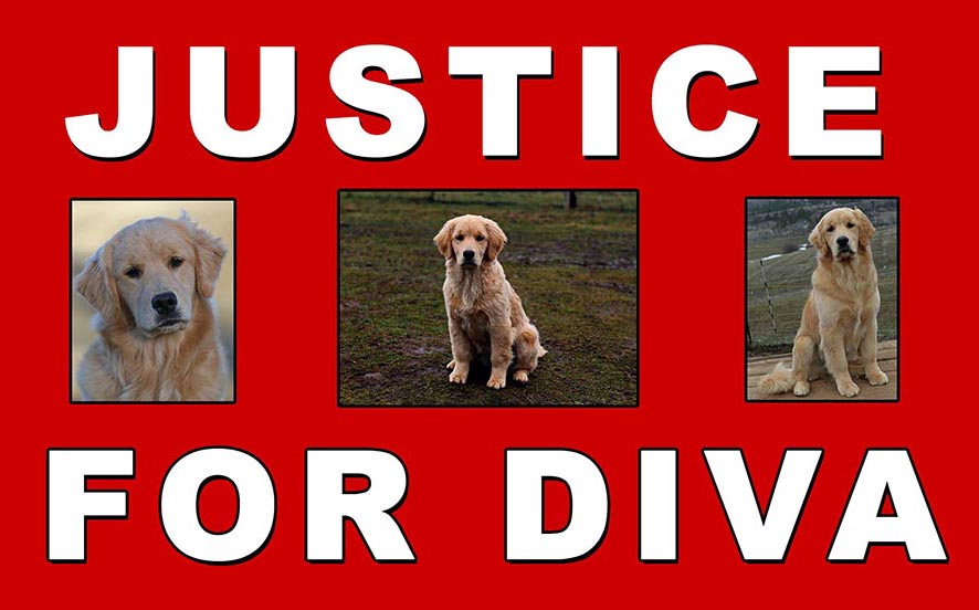 justice for diva, golden retrievers idaho, golden retriever breeders idaho, golden retriever puppies idaho, dog training, sherwood golden retrievers, golden retriever stud dogs, sherwood goldens header